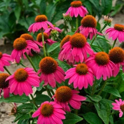 Butterfly Garden Collection -GREAT GARDEN PLANTS echinacea pow wow wild berry 1 1f8d5481 f719 4b96 8a95 2f4d0993265d