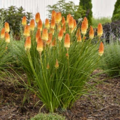 Pyromania® 'Hot And Cold' Red Hot Poker -GREAT GARDEN PLANTS ed4c55cbc714b6ab19f4d2f85f951b1e