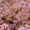 'Pretty In Pink' Barrenwort