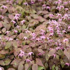 'Pretty In Pink' Barrenwort -GREAT GARDEN PLANTS epimedium barrenwort prettyinpink 2