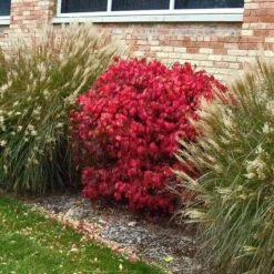 'Compactus' Burning Bush -GREAT GARDEN PLANTS euonymus alatus compactus burning bush 3 sw