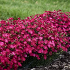 'Paint The Town Red' Dianthus -GREAT GARDEN PLANTS f31612abc365d0ce0888b4d99c0daf25