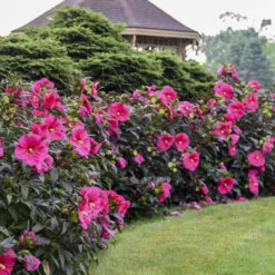 Summerific® 'Evening Rose' Perennial Hibiscus -GREAT GARDEN PLANTS f6cc1b603dde715f531c36cdecf30684