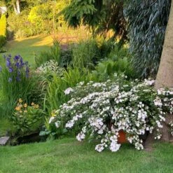 Fairytrail Bride™ Cascade Hydrangea™ -GREAT GARDEN PLANTS fairytrail bride cascading hydrangea 3 sw