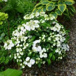 Fairytrail Bride™ Cascade Hydrangea™ -GREAT GARDEN PLANTS fairytrail bride cascading hydrangea 4 sw