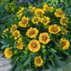'Arizona Apricot' Blanket Flower -GREAT GARDEN PLANTS fc49797d81d329fb48f92c05d632a479
