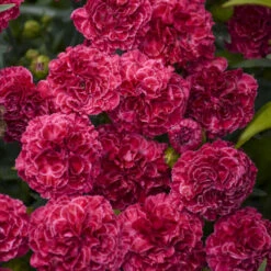 Fruit Punch® 'Raspberry Ruffles' Dianthus -GREAT GARDEN PLANTS fd97f530b14e3eea63e016fcf12ade4b
