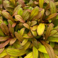 Feathered Friends™ 'Fancy Finch' Bugleweed -GREAT GARDEN PLANTS feathered friends fancy finch bugleweed 2