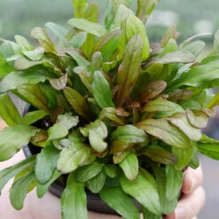 Feathered Friends™ 'Fancy Finch' Bugleweed -GREAT GARDEN PLANTS feathered friends fancy finch bugleweed 3