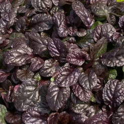 Feathered Friends™ 'Fierce Falcon' Bugleweed -GREAT GARDEN PLANTS feathered friends fierce falcon bugleweed 1