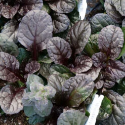 Feathered Friends™ 'Fierce Falcon' Bugleweed -GREAT GARDEN PLANTS feathered friends fierce falcon bugleweed 3