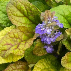 Feathered Friends™ 'Parrot Paradise' Bugleweed -GREAT GARDEN PLANTS feathered friends parrot paradise bugleweed 3