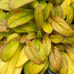 Feathered Friends™ 'Petite Parakeet' Bugleweed -GREAT GARDEN PLANTS feathered friends petite parakeet bugleweed 1