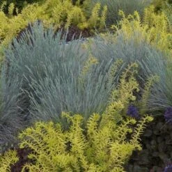 'Boulder Blue' Blue Fescue -GREAT GARDEN PLANTS festuca boulder blue fescue 2 sw