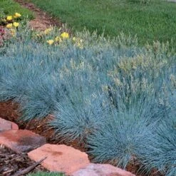 'Boulder Blue' Blue Fescue -GREAT GARDEN PLANTS festuca boulder blue fescue 4 sw