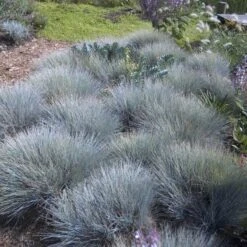 'Boulder Blue' Blue Fescue -GREAT GARDEN PLANTS festuca boulder blue fescue 6 sw