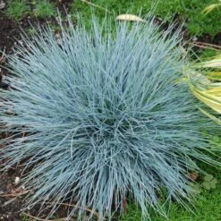 'Boulder Blue' Blue Fescue -GREAT GARDEN PLANTS festuca boulder blue fescue 8 sw