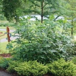 'Chicago Hardy' Fig -GREAT GARDEN PLANTS ficus chicago hardy 3 sw