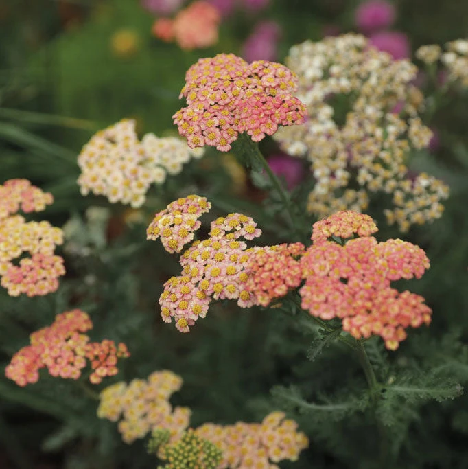 'Firefly Peach Sky' Yarrow 2 'Firefly Peach Sky' Yarrow - Image 2