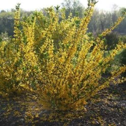 Flying Machine® Forsythia -GREAT GARDEN PLANTS forsythia flying machine 1 P sw