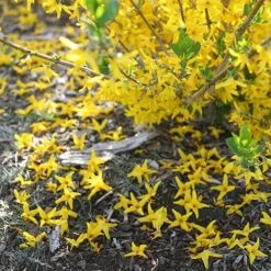 Flying Machine® Forsythia -GREAT GARDEN PLANTS forsythia flying machine 2 P sw