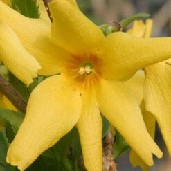 Flying Machine® Forsythia -GREAT GARDEN PLANTS forsythia flying machine 5 P sw