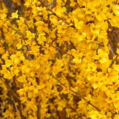 Show Off® Forsythia -GREAT GARDEN PLANTS forsythia show off 3 P
