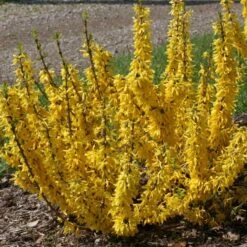 Show Off® Sugar Baby® Forsythia -GREAT GARDEN PLANTS forsythia show off sugar baby flowering forsythia 3