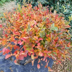 Legend Of The Small™ Bottlebrush -GREAT GARDEN PLANTS fothergilla legend of the small 3