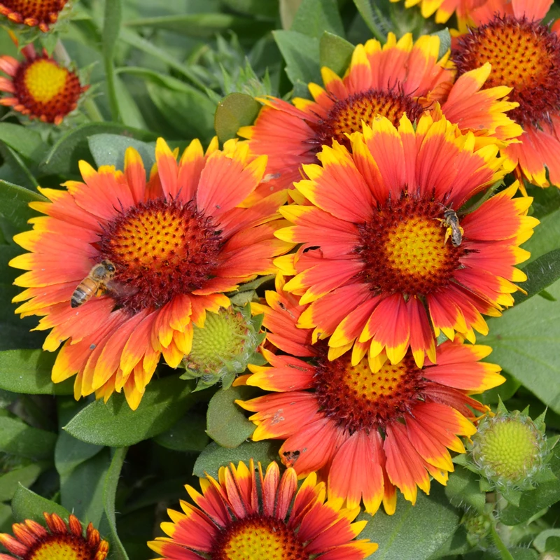 'Arizona Sun' Blanket Flower 2 'Arizona Sun' Blanket Flower - Image 2