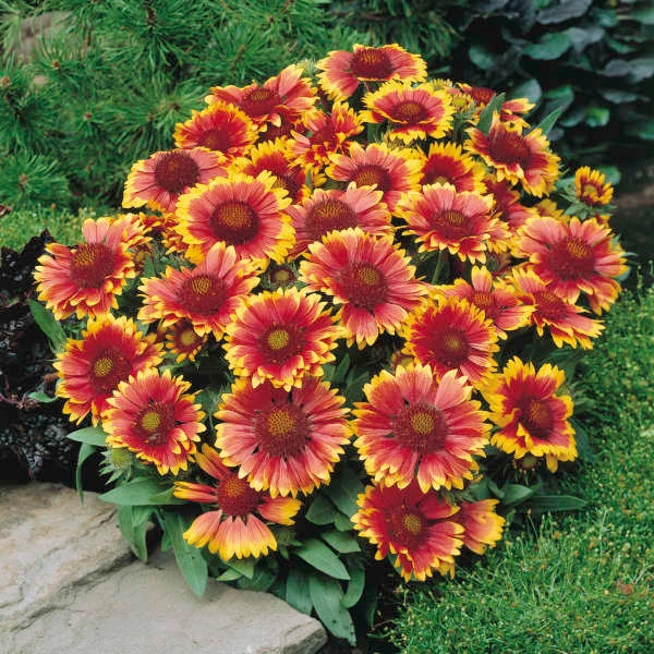 'Arizona Sun' Blanket Flower 1 'Arizona Sun' Blanket Flower