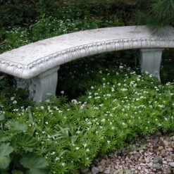 Sweet Woodruff -GREAT GARDEN PLANTS galium odoratum sweet woodruff 2