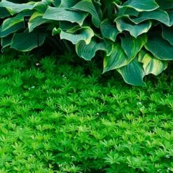 Sweet Woodruff -GREAT GARDEN PLANTS galium odoratum sweet woodruff 3
