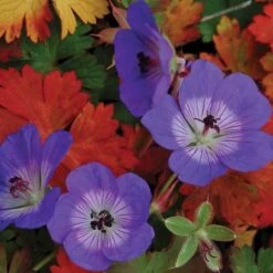 Rozanne® Cranesbill -GREAT GARDEN PLANTS geranium rozanne cranesbill 2