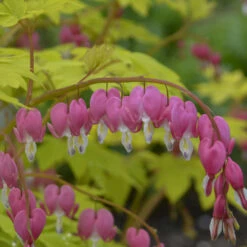 'Gold Heart' Bleeding Heart -GREAT GARDEN PLANTS gold heart bleeding heart dicentra 3