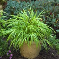 'All Gold' Japanese Forest Grass -GREAT GARDEN PLANTS hakonechloa all gold 3 b4b0152e 527f 46e9 b89c 36229e31c032 sw