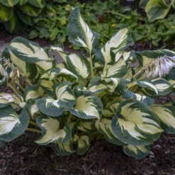 'Hans' Hosta -GREAT GARDEN PLANTS hans hosta 3