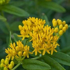 'Hello Yellow' Milkweed -GREAT GARDEN PLANTS hello yellow milkweed 2