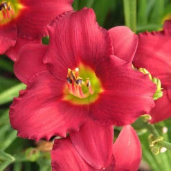 'Pardon Me' Daylily -GREAT GARDEN PLANTS hemerocallis pardon me daylily 1