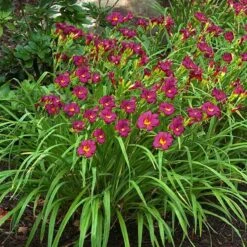 'Ruby Stella' Daylily -GREAT GARDEN PLANTS hemerocallis ruby stella 3