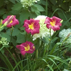 'Ruby Stella' Daylily -GREAT GARDEN PLANTS hemerocallis ruby stella 4