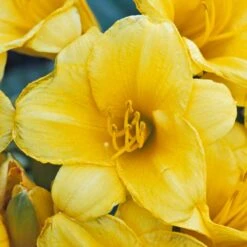 'Stella D'Oro' Daylily -GREAT GARDEN PLANTS hemerocallis stella doro daylily 2