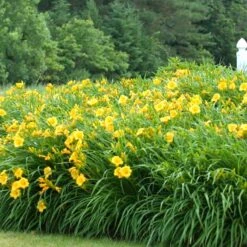 'Stella D'Oro' Daylily -GREAT GARDEN PLANTS hemerocallis stella doro daylily 3