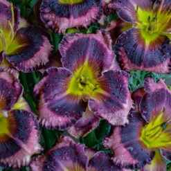 Rainbow Rhythm® 'Storm Shelter' Daylily -GREAT GARDEN PLANTS hemerocallis storm shelter 2
