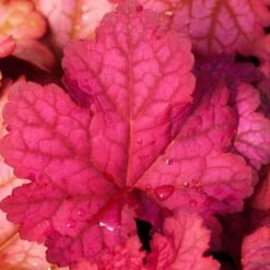 'Berry Smoothie' Coral Bells -GREAT GARDEN PLANTS heuchera berry smoothie coral bells 3 786b0487 b5ec 4562 8813 9d5b97ed6c12 sw