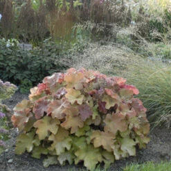 'Caramel' Coral Bells -GREAT GARDEN PLANTS heuchera coralbells caramel 2