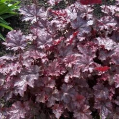 'Palace Purple' Coral Bells -GREAT GARDEN PLANTS heuchera palace purple 3 sw
