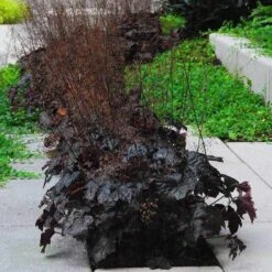 'Palace Purple' Coral Bells -GREAT GARDEN PLANTS heuchera palace purple 5 sw