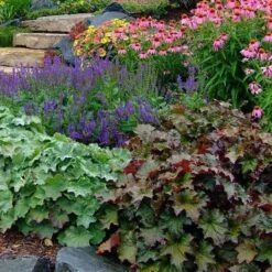 'Palace Purple' Coral Bells -GREAT GARDEN PLANTS heuchera palace purple 6 sw