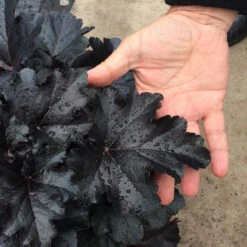 Primo® 'Black Pearl' Coral Bells -GREAT GARDEN PLANTS heuchera primo black pearl coral bells 3